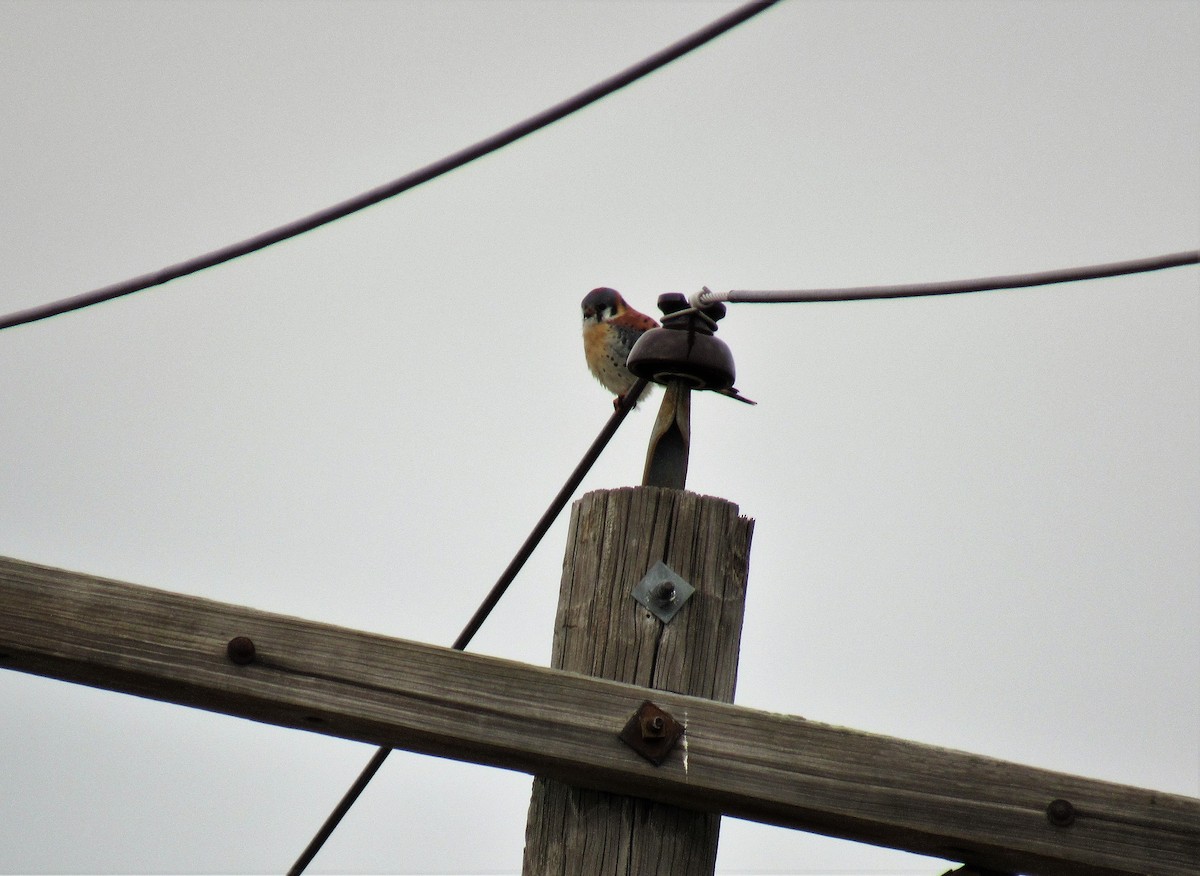 American Kestrel - John Haas