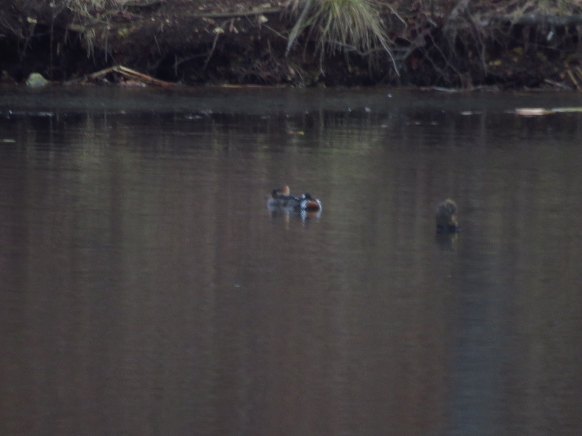 Hooded Merganser - ML299905201