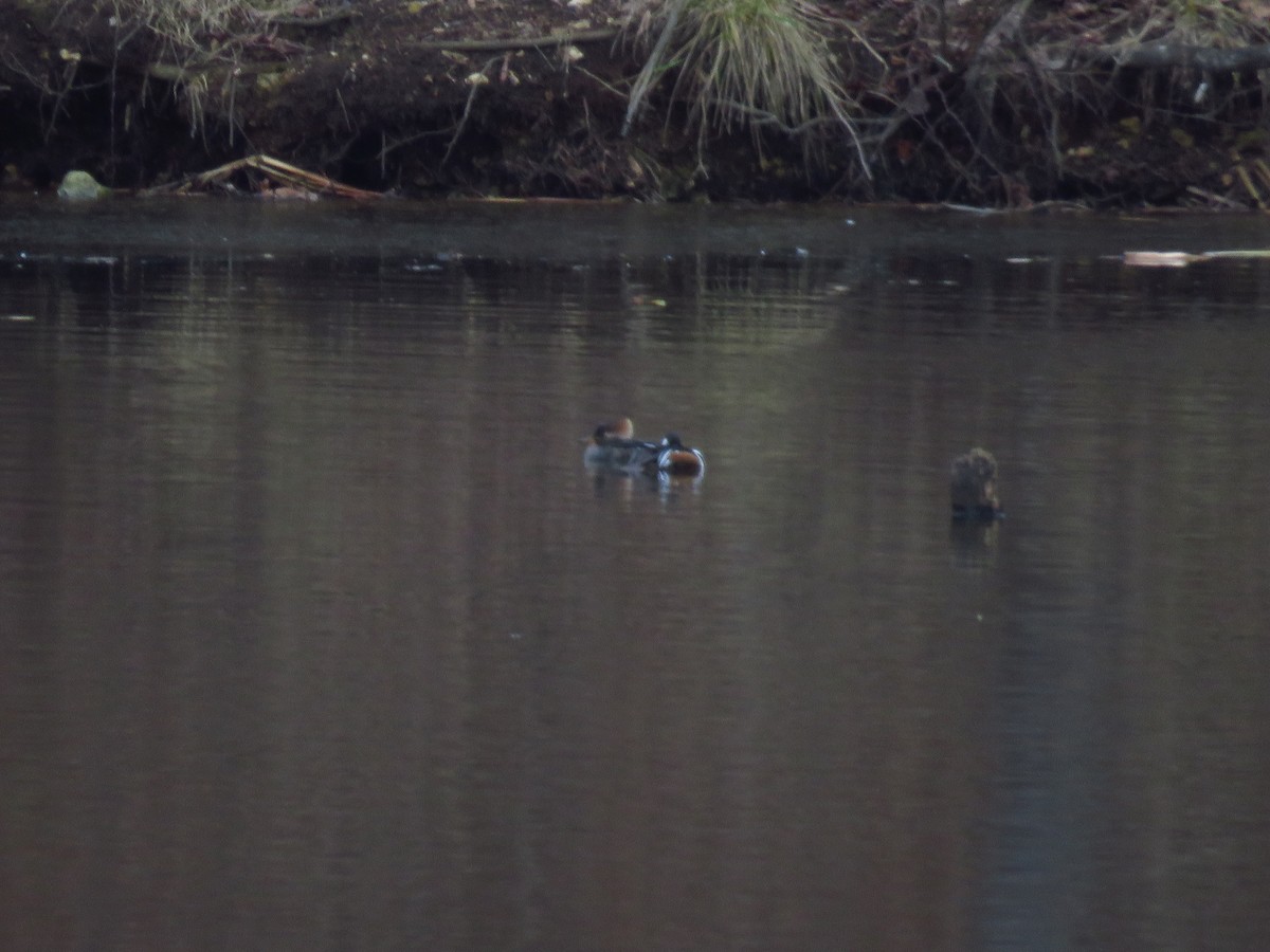 Hooded Merganser - ML299905211