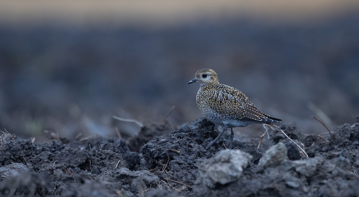 European Golden-Plover - ML299905371