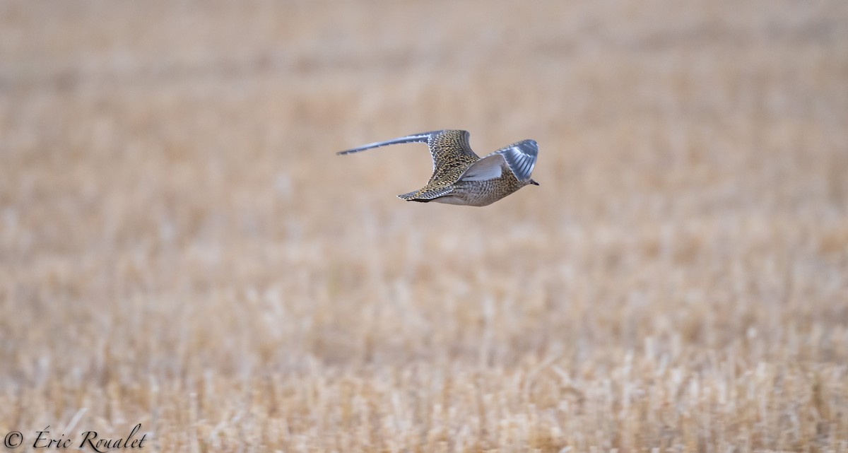 European Golden-Plover - ML299905891