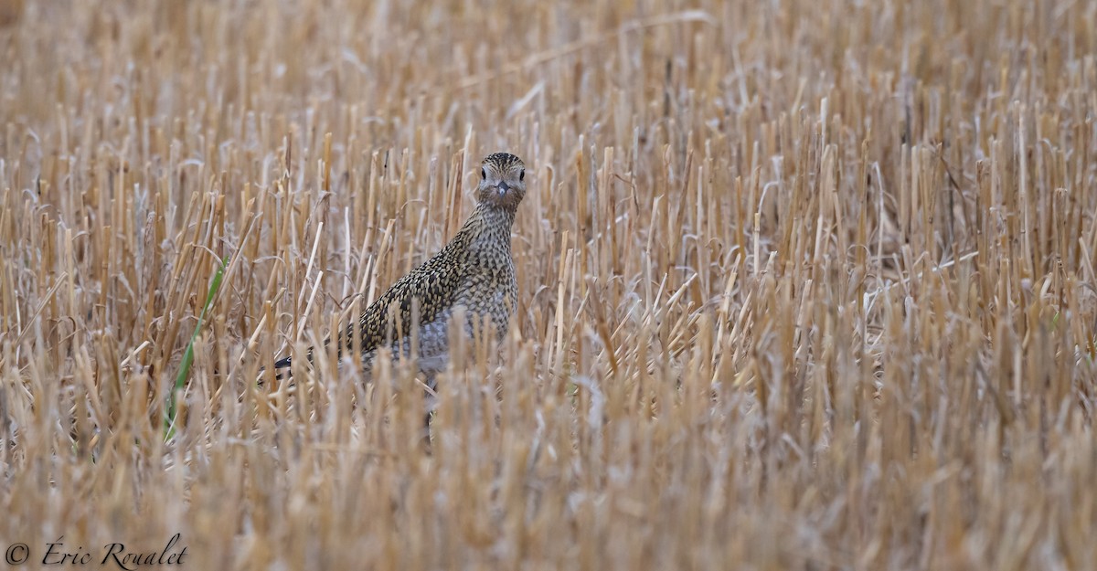 European Golden-Plover - ML299906061