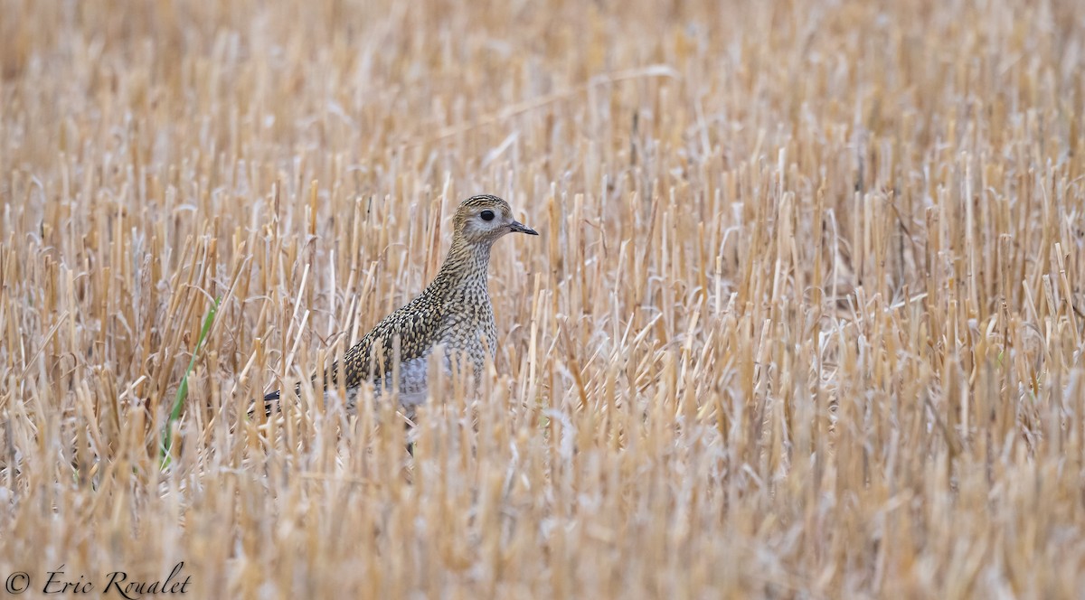 European Golden-Plover - ML299906141