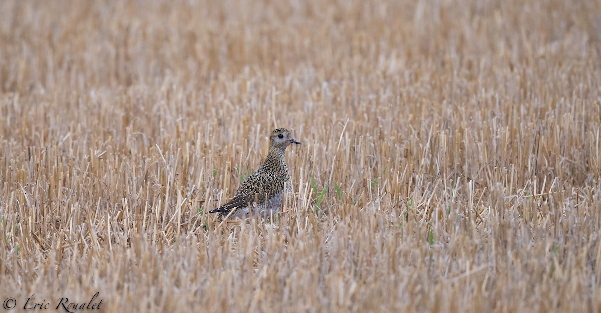 European Golden-Plover - ML299906281