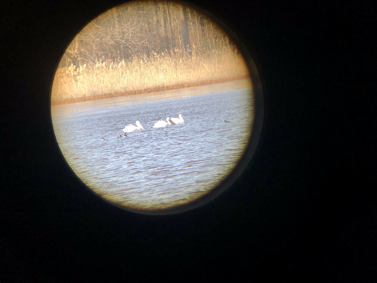 American White Pelican - ML299906411