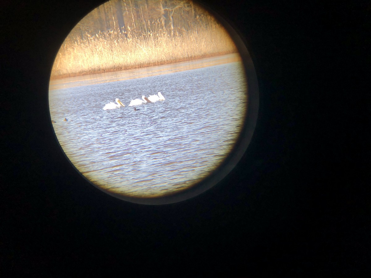 American White Pelican - ML299906441