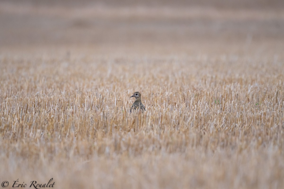 European Golden-Plover - ML299906851