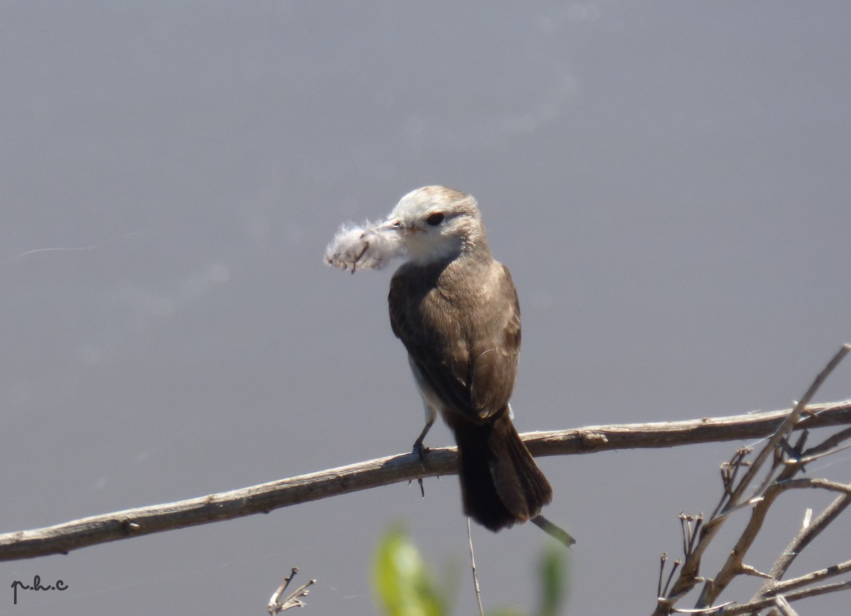 White-headed Marsh Tyrant - ML299907011
