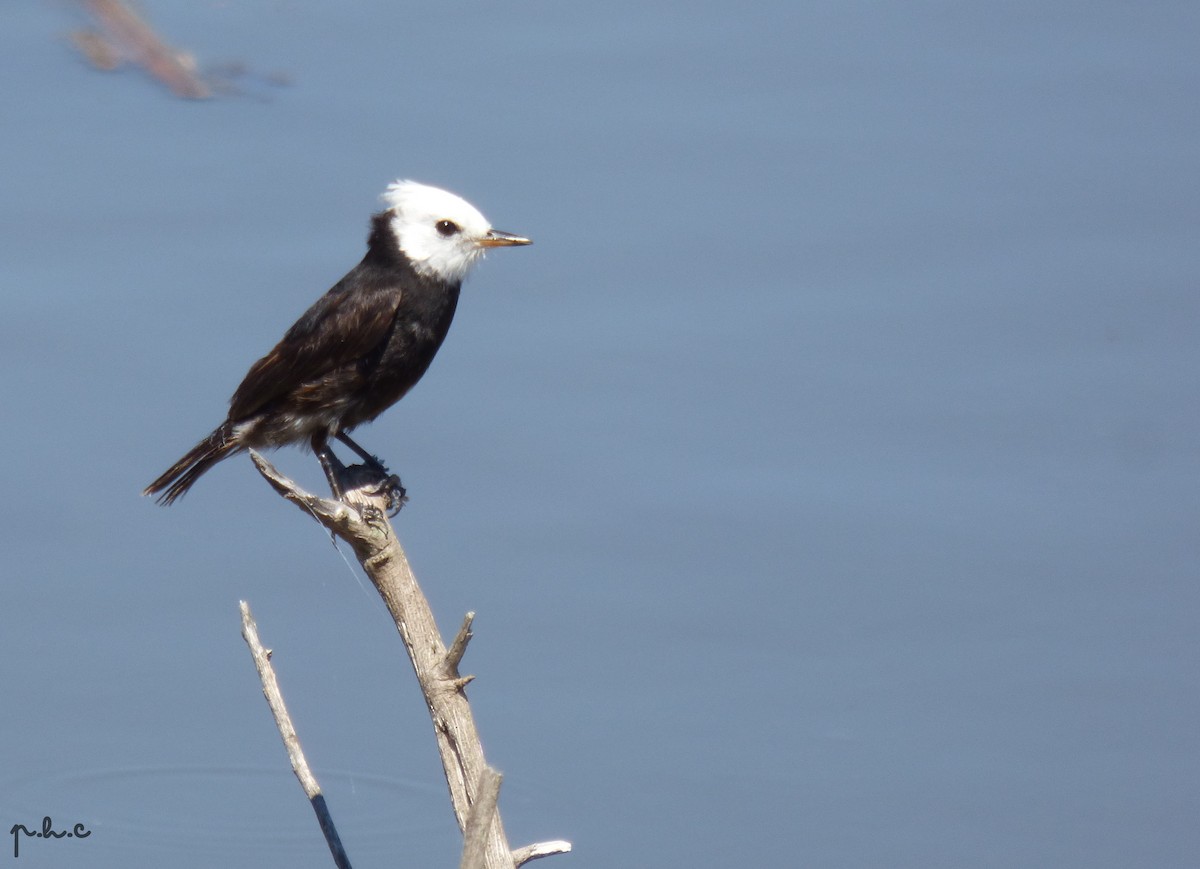 White-headed Marsh Tyrant - ML299907031