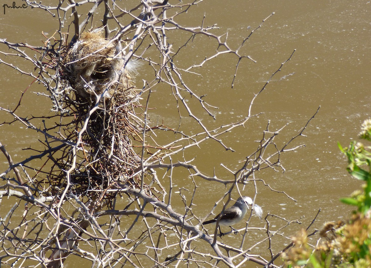 White-headed Marsh Tyrant - ML299907071