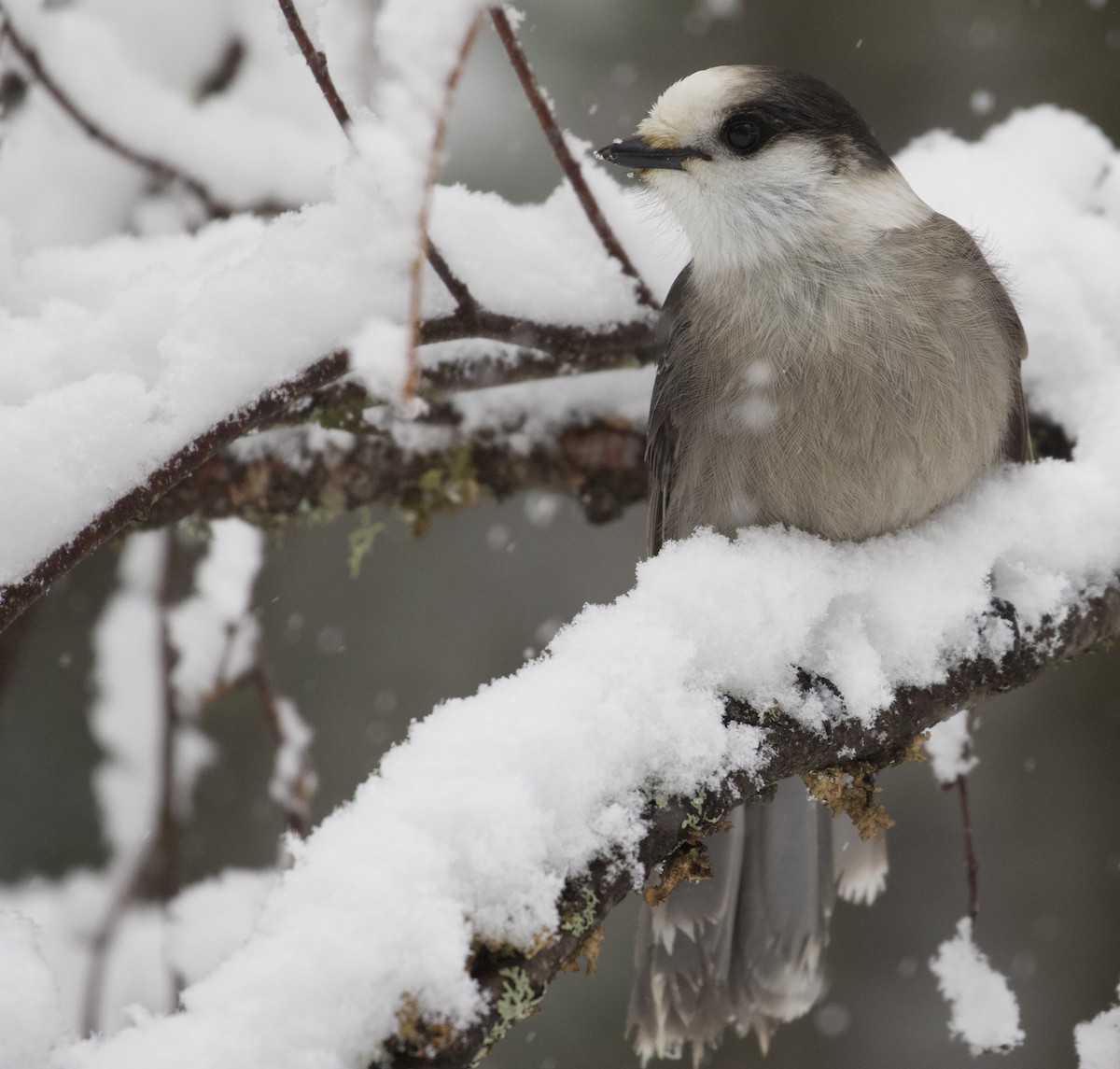 Canada Jay (Boreal) - ML299908061