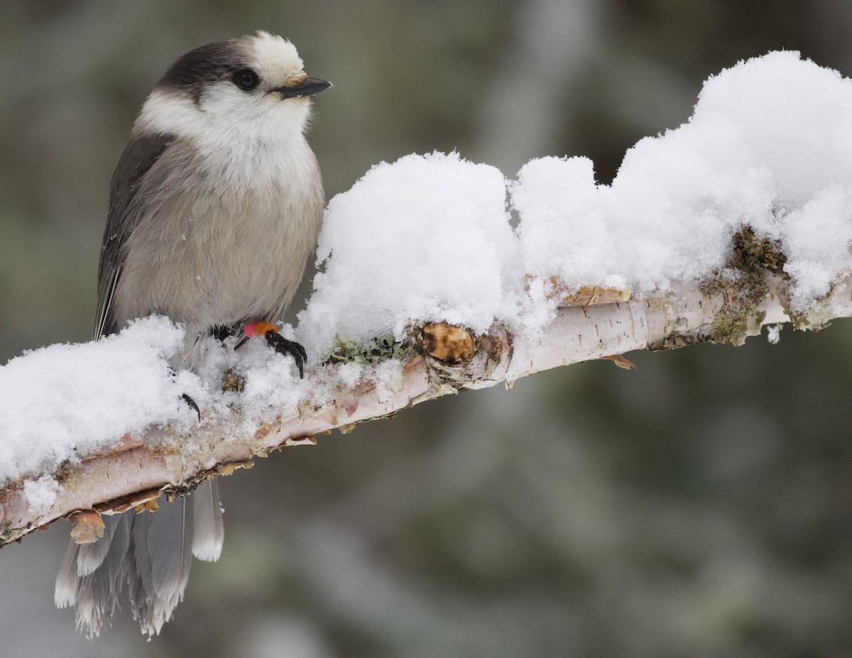 Canada Jay (Boreal) - ML299908071