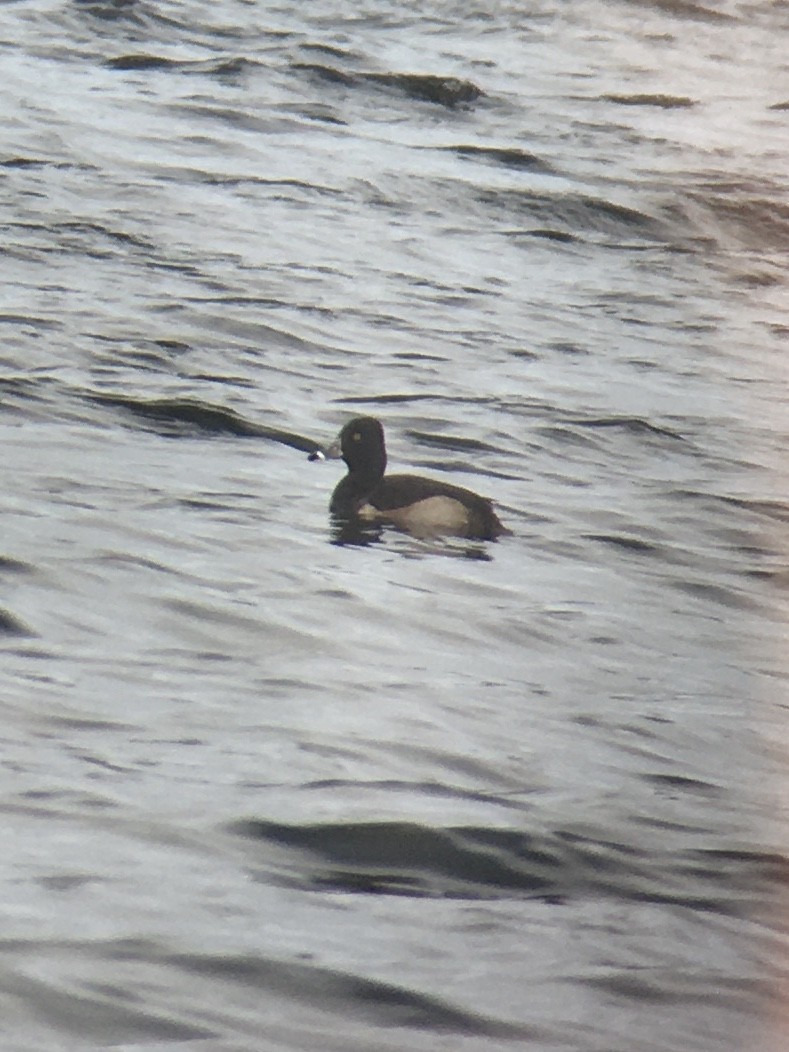 Ring-necked Duck - ML299908111