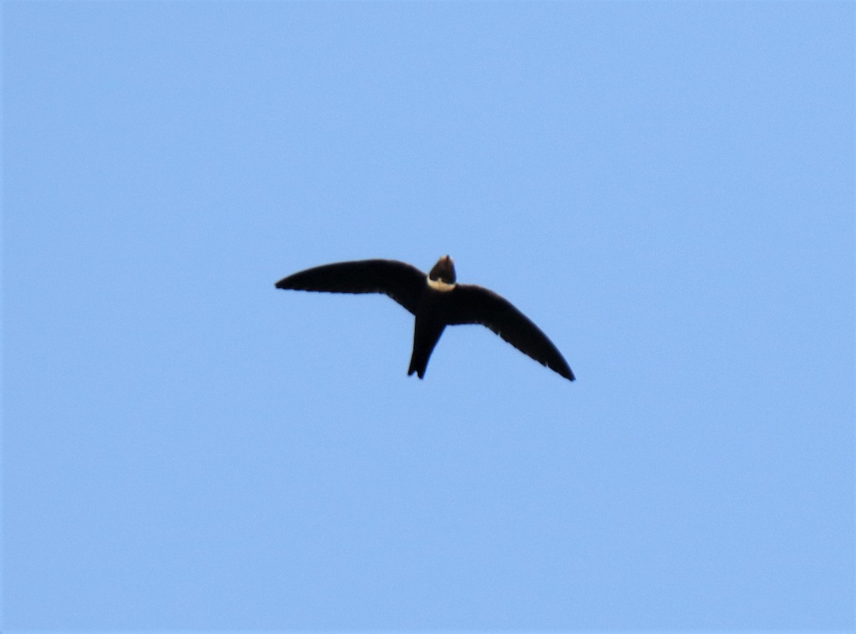 White-collared Swift - Josue  de León Lux (Birding Guide) josuedeleonlux@gmail.com +502 3068 8988