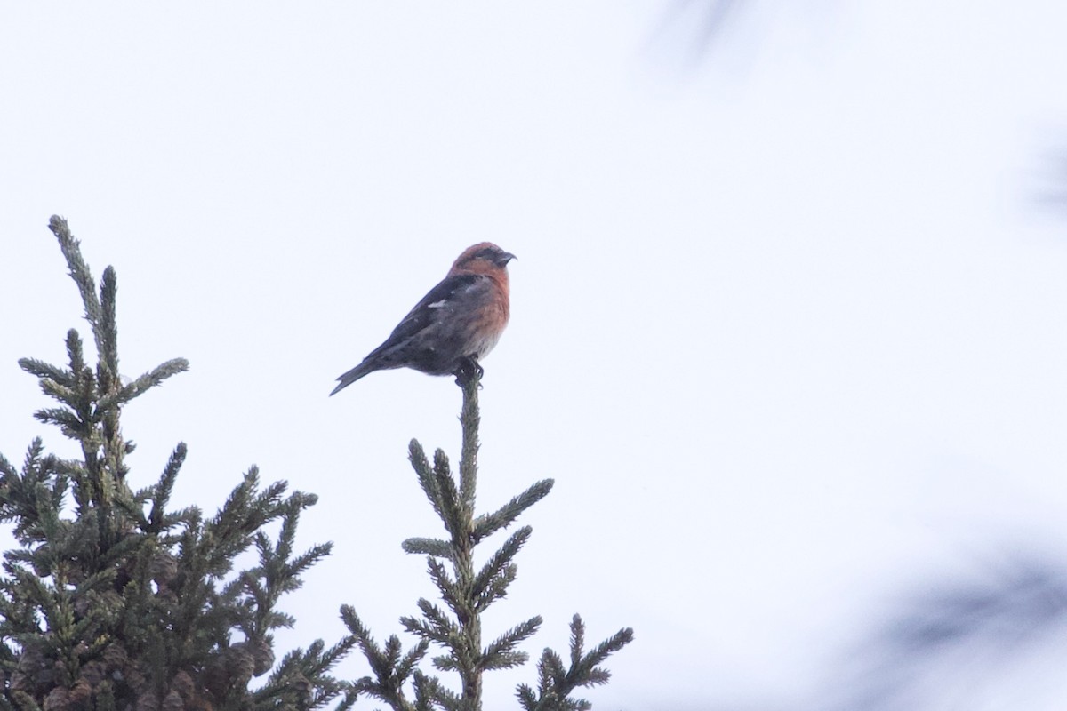 White-winged Crossbill - ML299908521