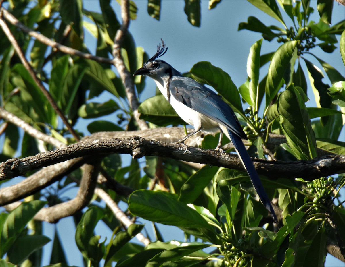 White-throated Magpie-Jay - ML299909401