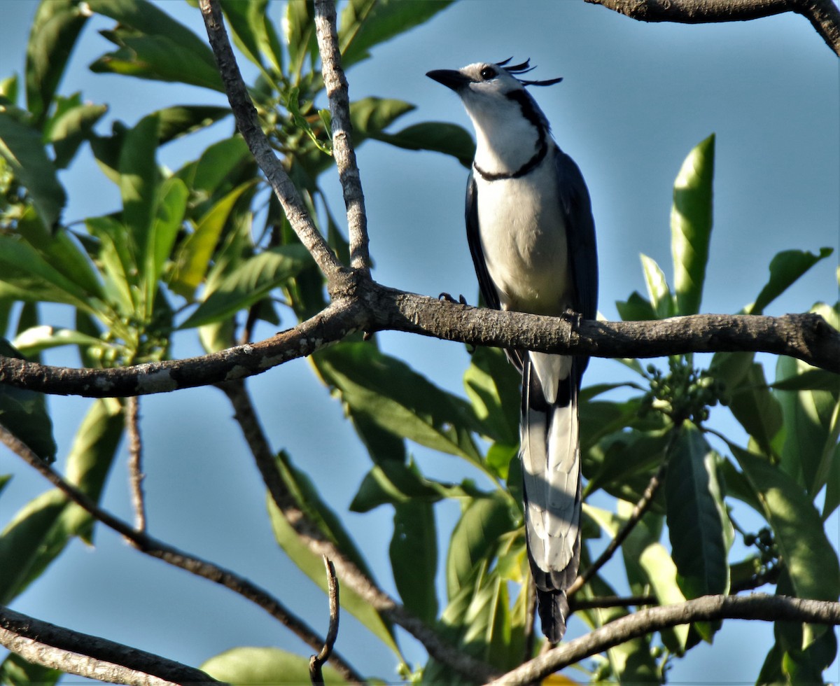 White-throated Magpie-Jay - ML299909411