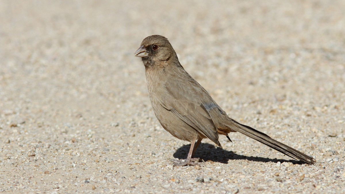 Abert's Towhee - ML299910231