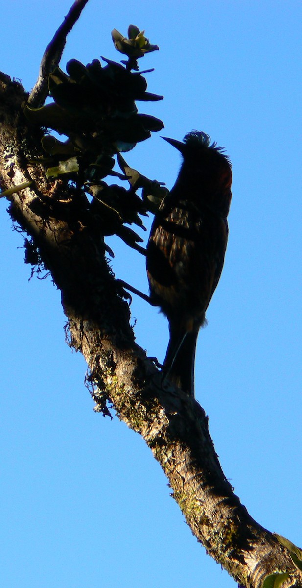 Haubenkleidervogel - ML299911131