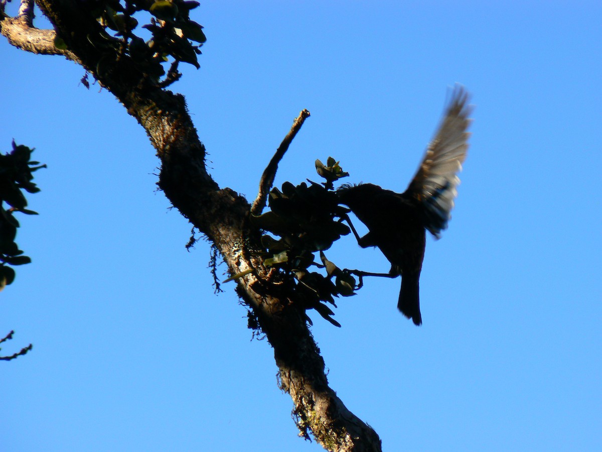 Haubenkleidervogel - ML299911171