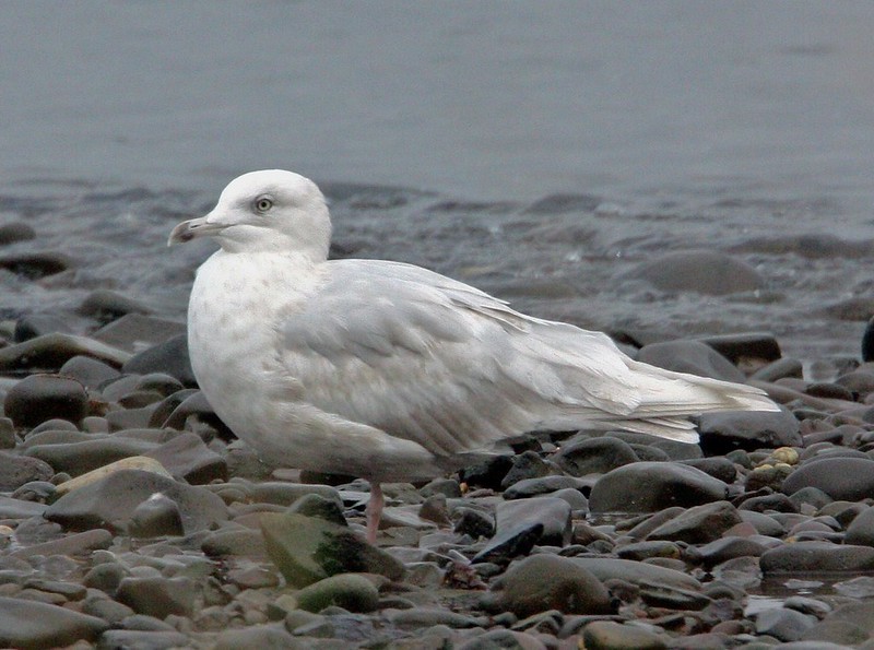 Iceland Gull (glaucoides) - ML299912831