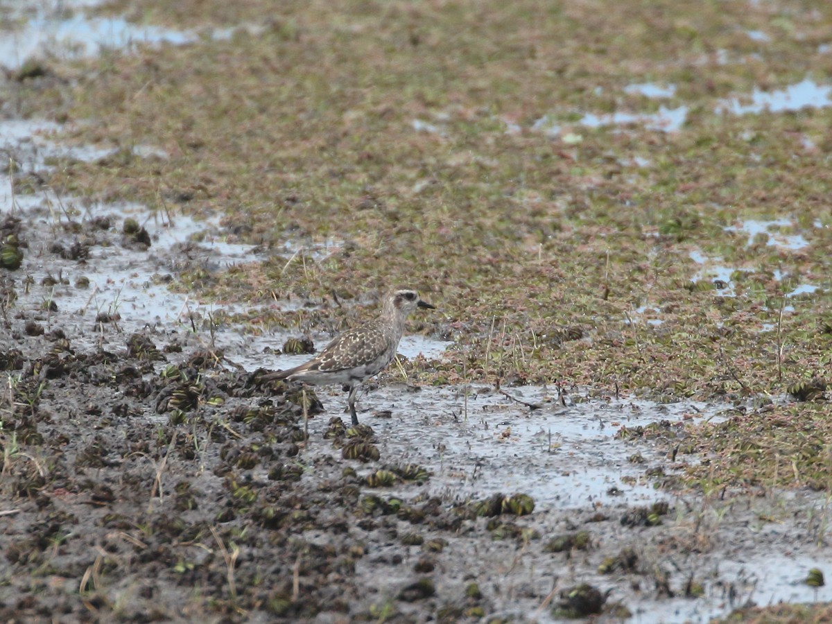 American Golden-Plover - ML299913991