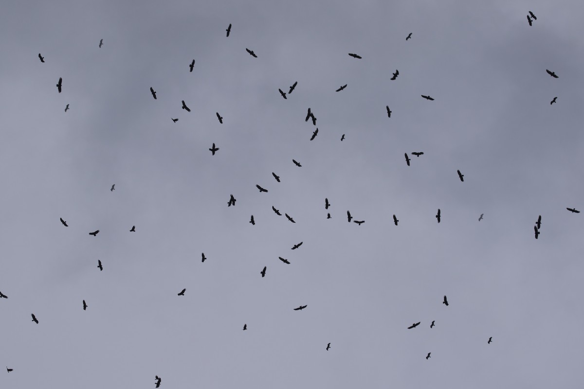 Turkey Vulture - ML299914081