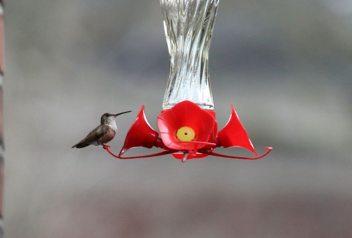 Allen's Hummingbird - Rob Bierregaard