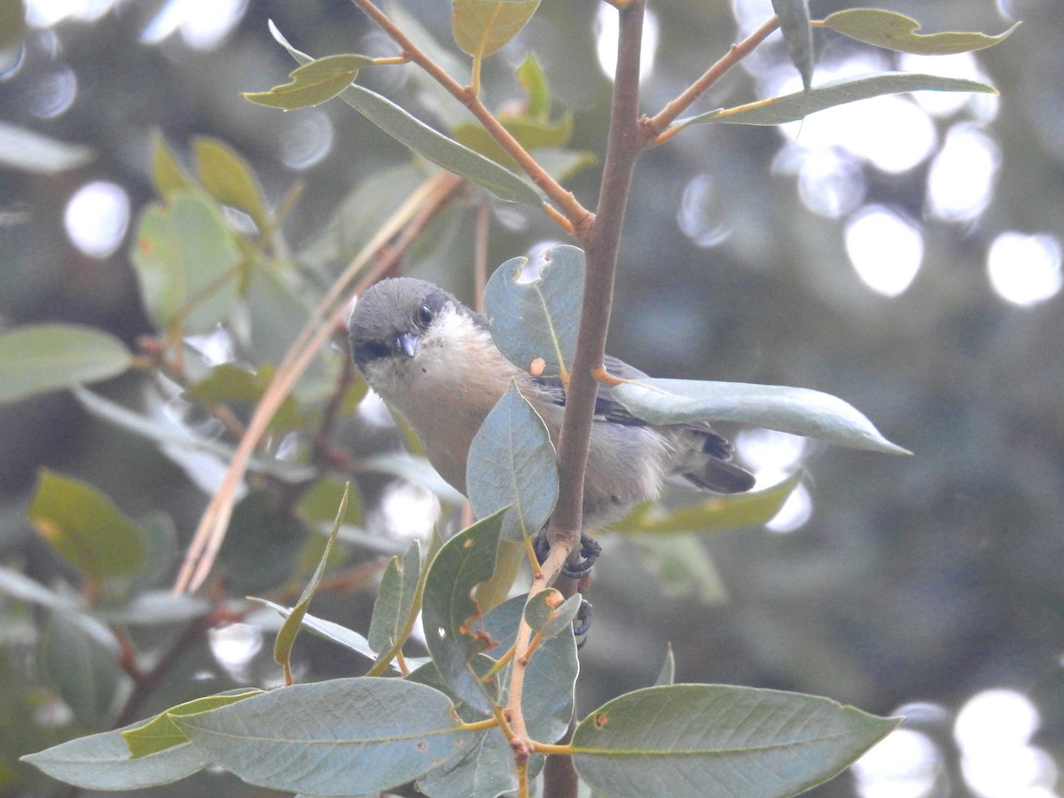 Pygmy Nuthatch - ML299914821