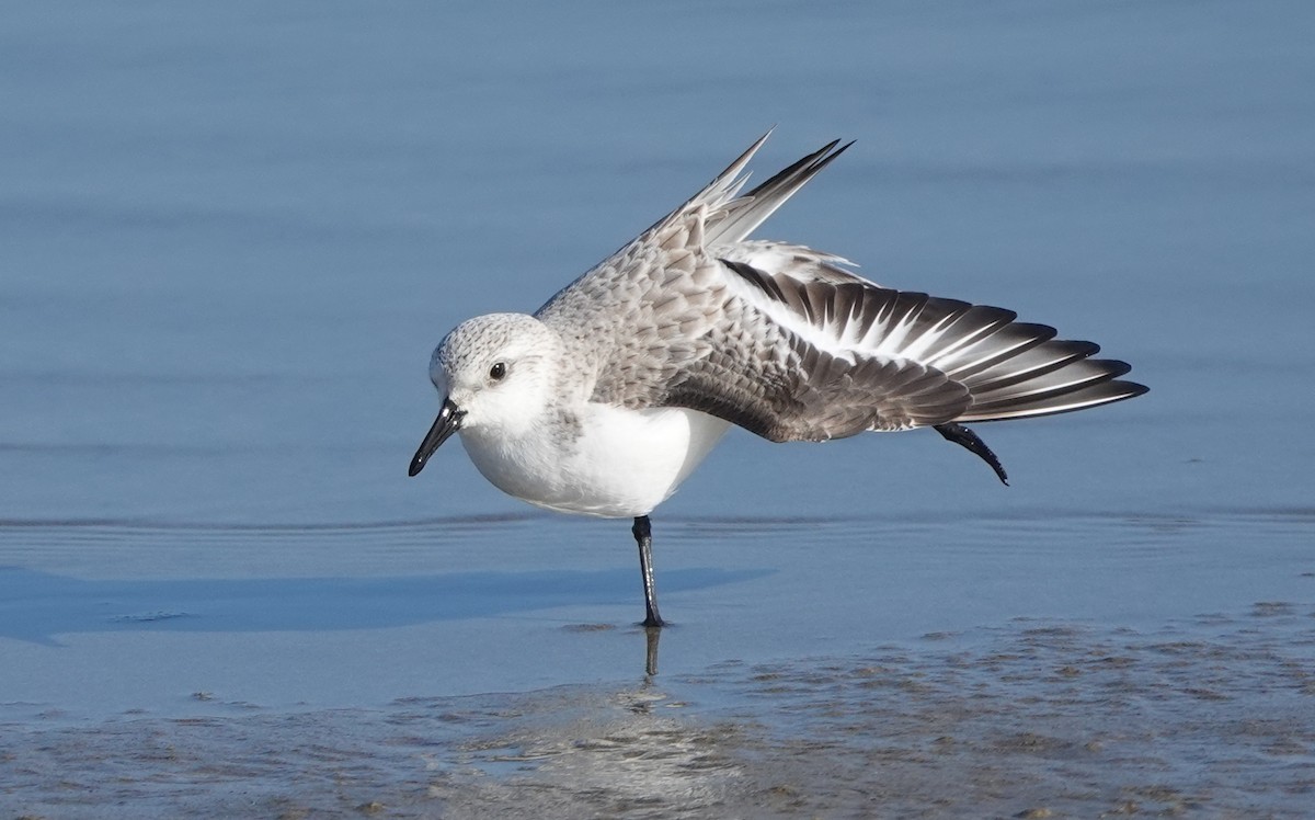 Гурвалж элсэг - ML299915991