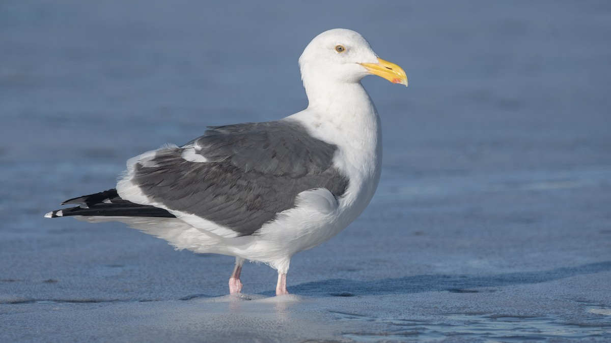 Western Gull - Mason Maron