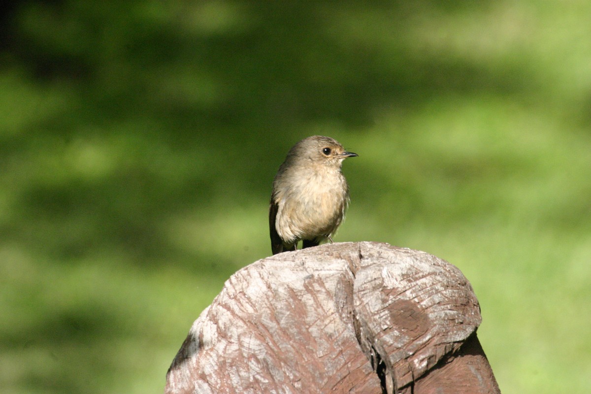 African Dusky Flycatcher - ML299920211