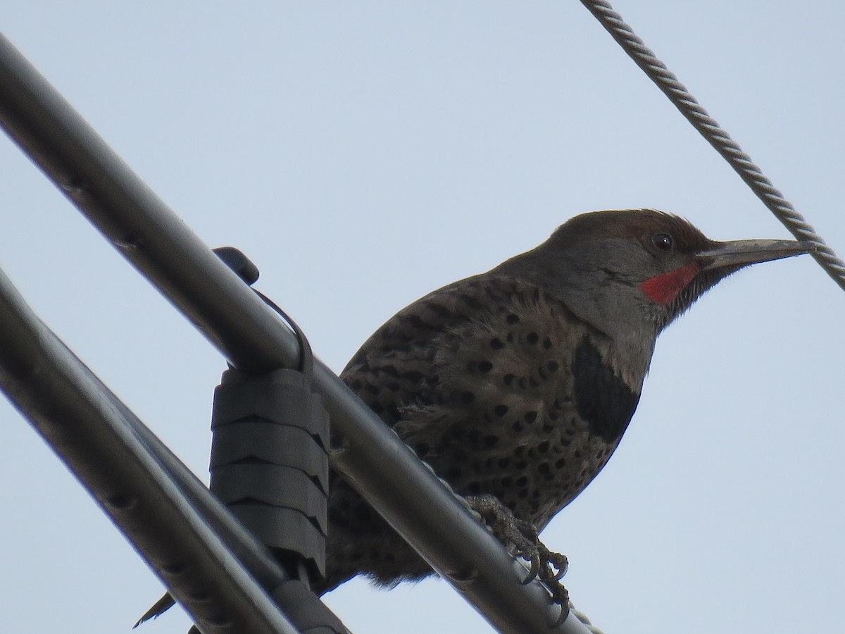 Northern Flicker (Red-shafted) - Colin Dillingham