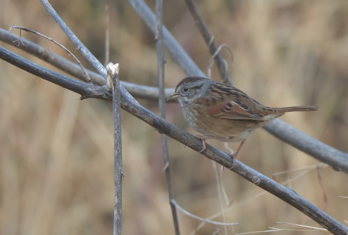 Swamp Sparrow - ML299921101