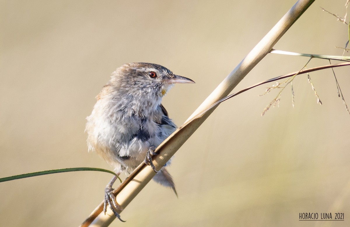 Sulphur-bearded Reedhaunter - ML299923471