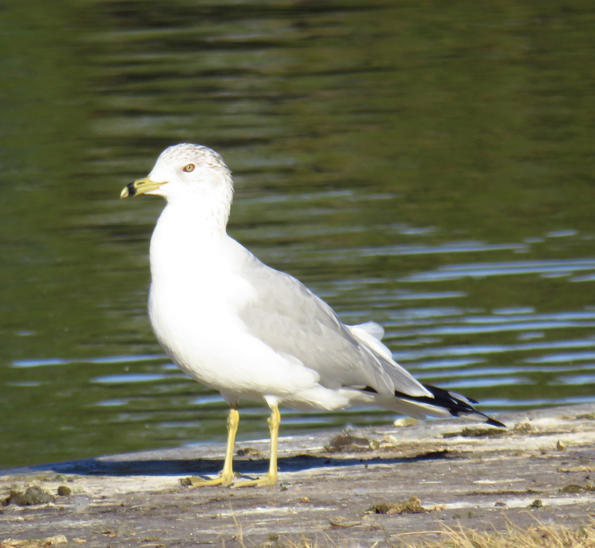 Ring-billed Gull - ML299923761