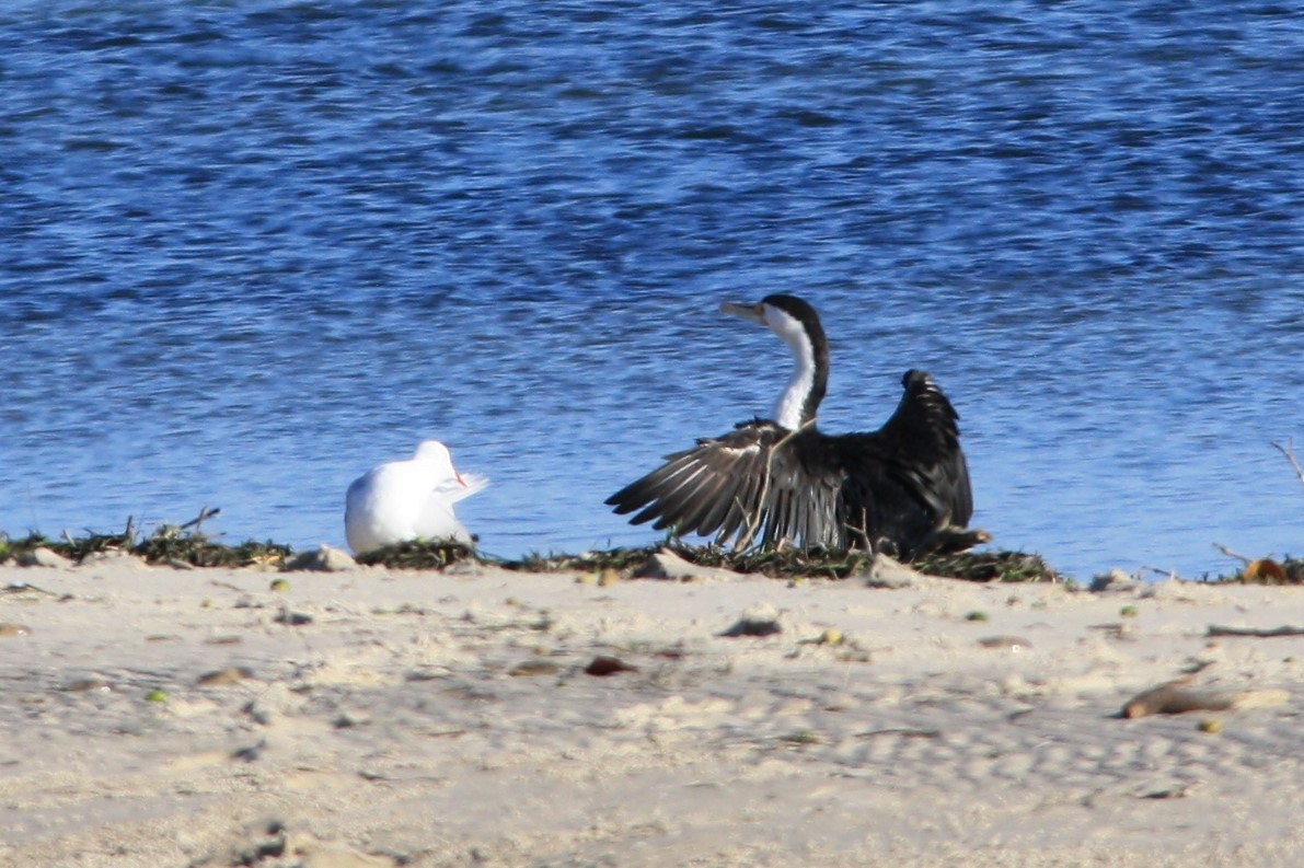 Pied Cormorant - ML29992381