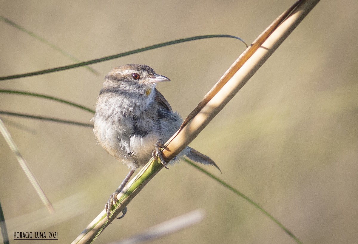 Sulphur-bearded Reedhaunter - ML299924111