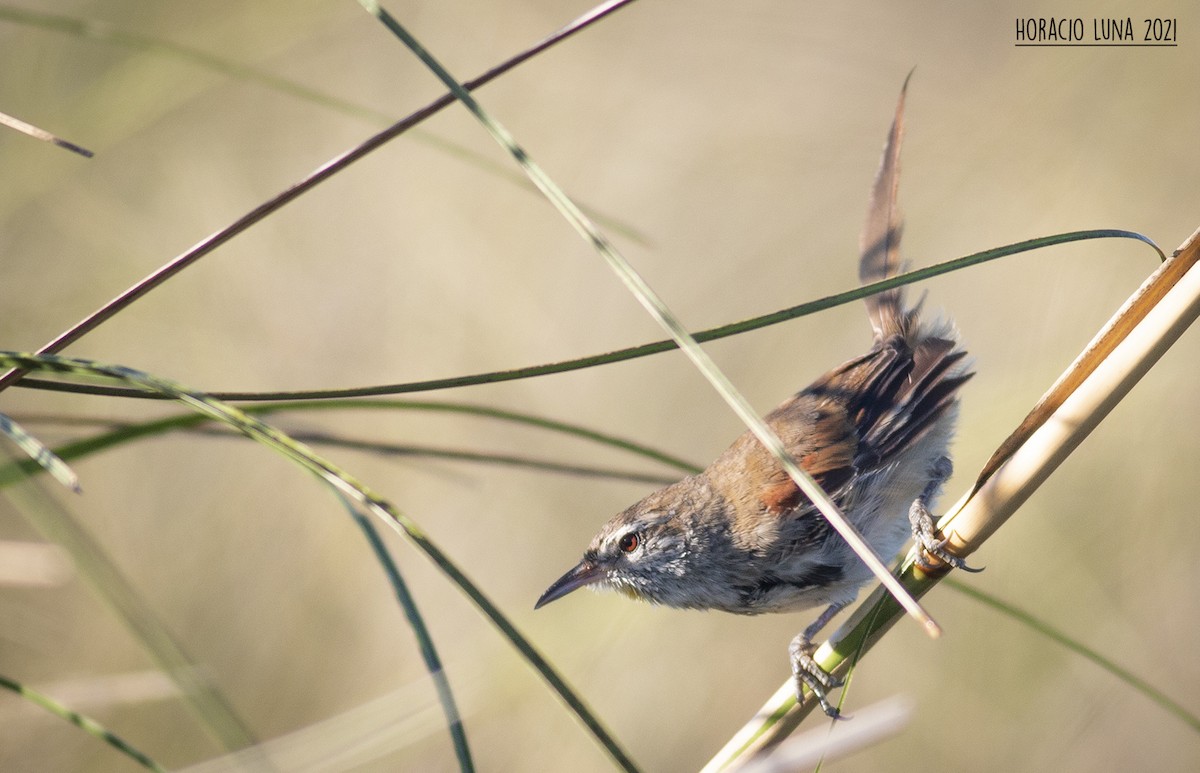 Sulphur-bearded Reedhaunter - ML299924151