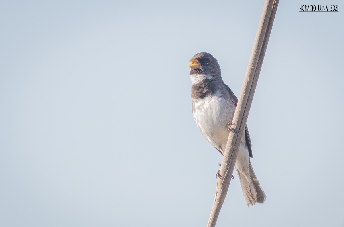 Double-collared Seedeater - ML299924191
