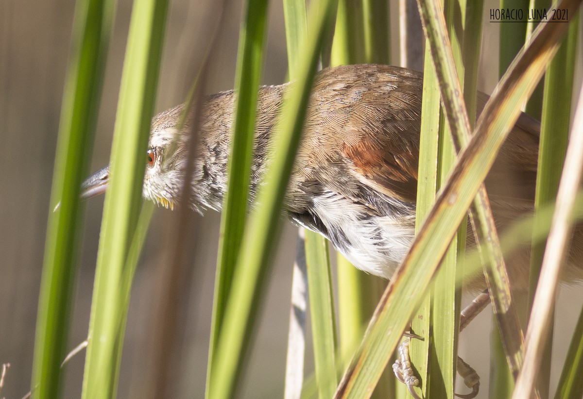 Sulphur-bearded Reedhaunter - ML299924261