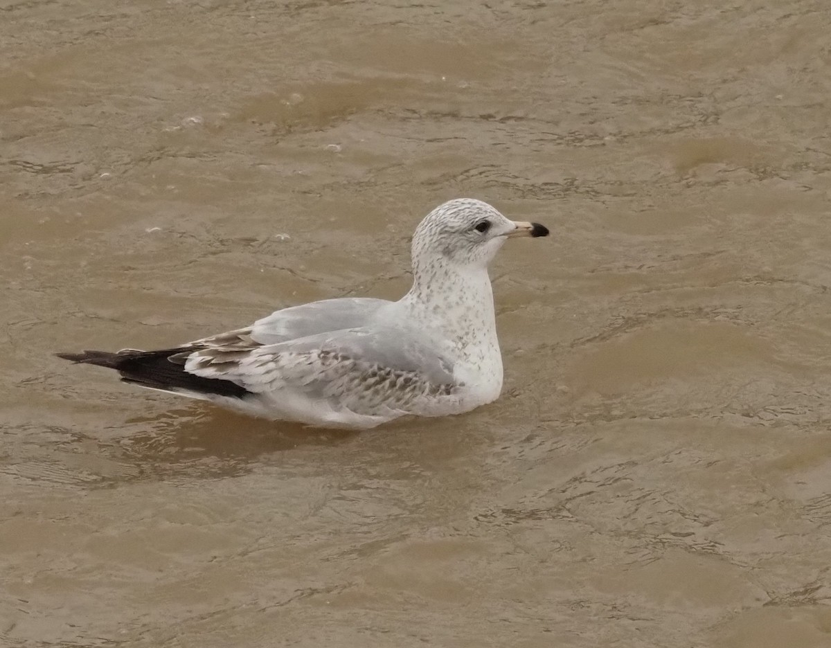 Ring-billed Gull - Bob Foehring