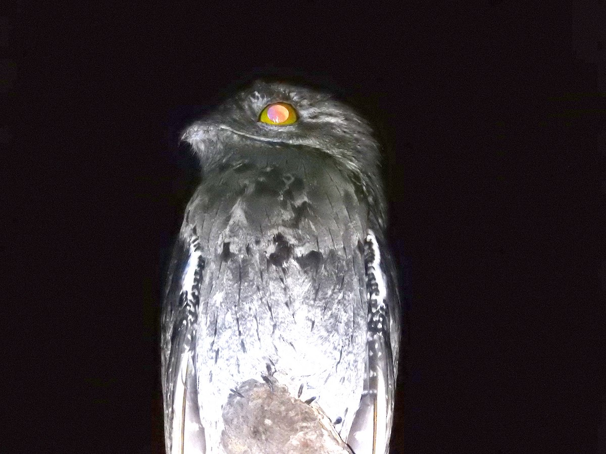 Common Potoo - ML299924611