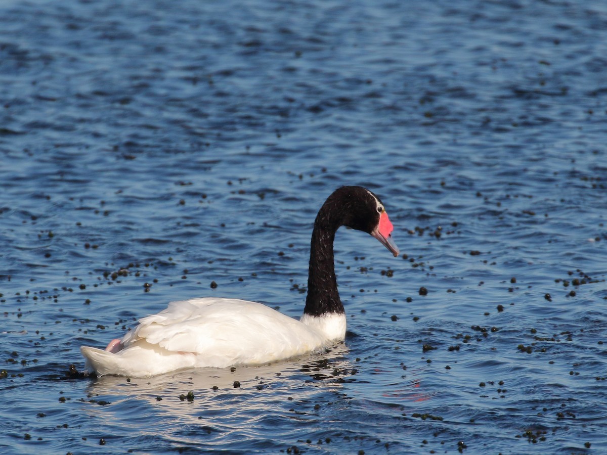 Black-necked Swan - ML299925311