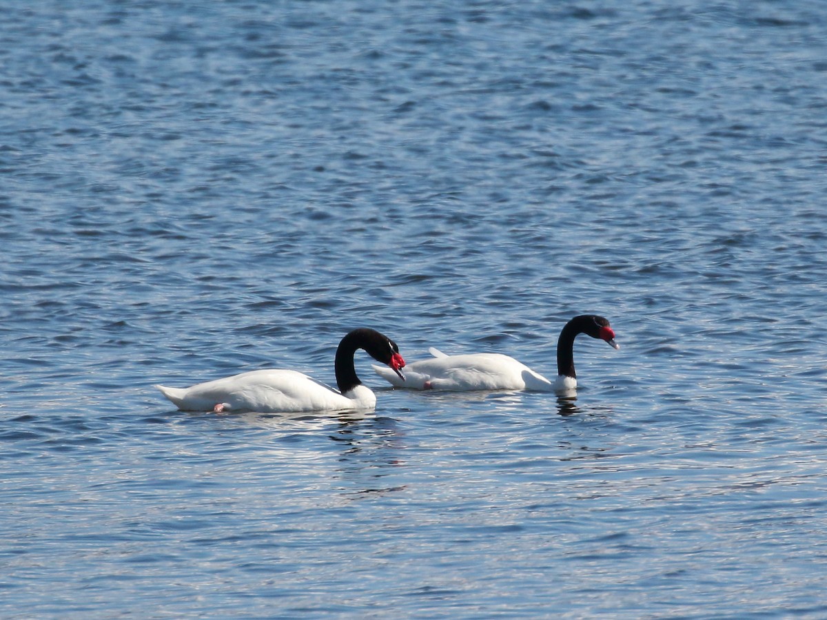 Black-necked Swan - ML299925341