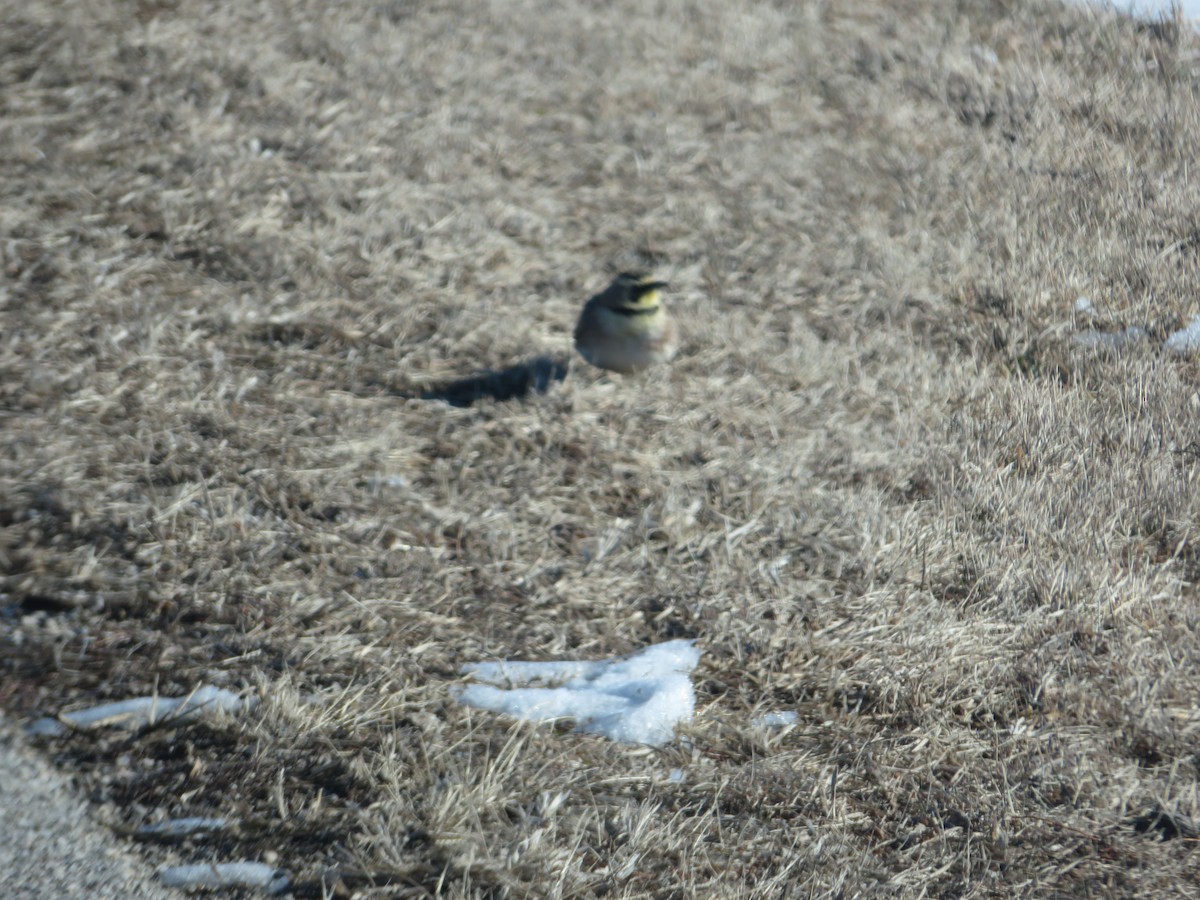 Horned Lark - ML299926421