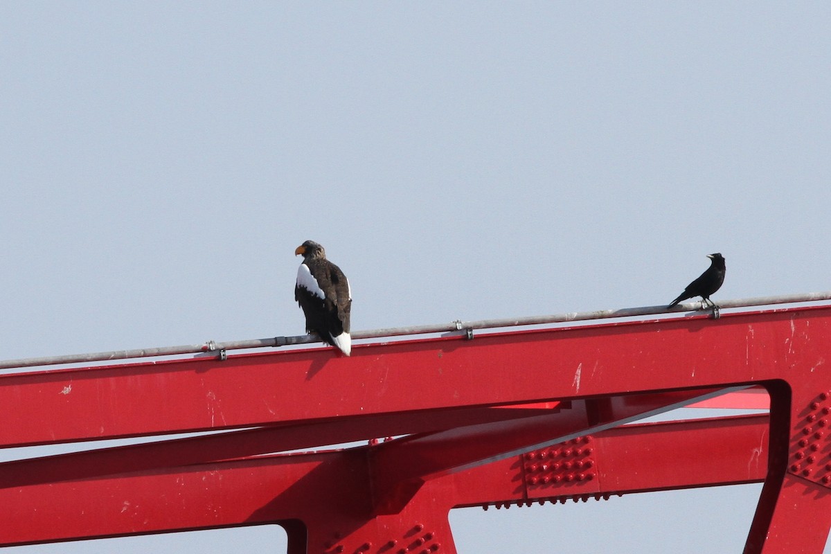 Steller's Sea-Eagle - ML299926921