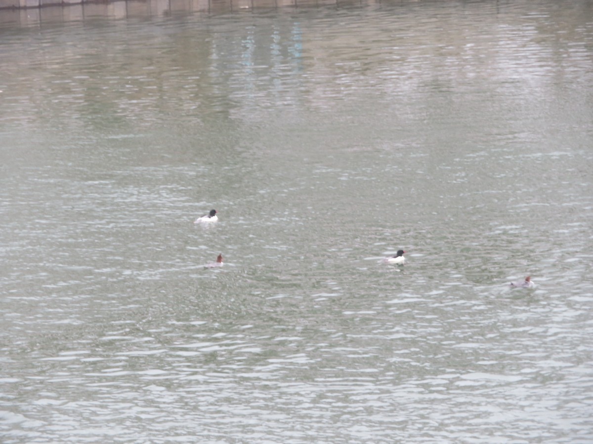 Common Merganser - ML299926991