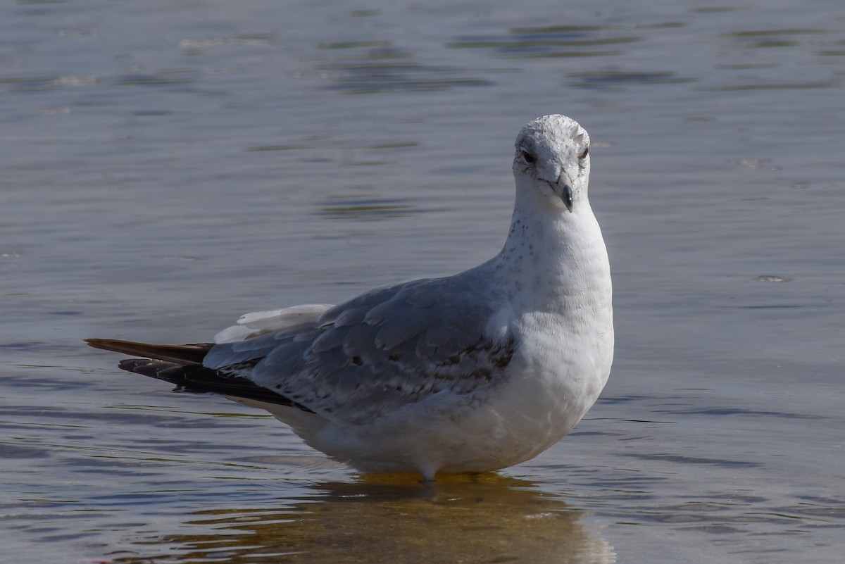 Ring-billed Gull - Erik Martin