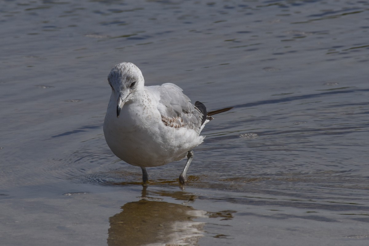 Ring-billed Gull - ML299927101